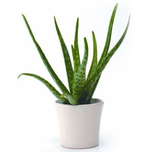 l-aloe-vera-pot-331497