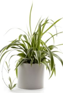 spider-plant